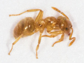 Lasius flavus